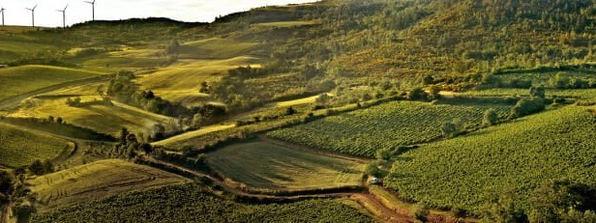 Domaine J.L. Denois, Weinberge bei Roquetaillade in den Pyrenäen-Vorbergen