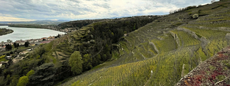 Sylvain Badel, Weingut