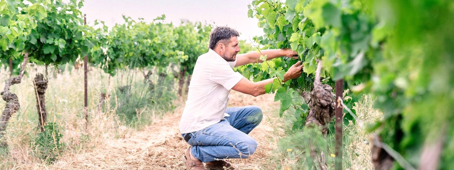 Domaine Ricardelle de Lautrec, Vindumi Winzerportrait