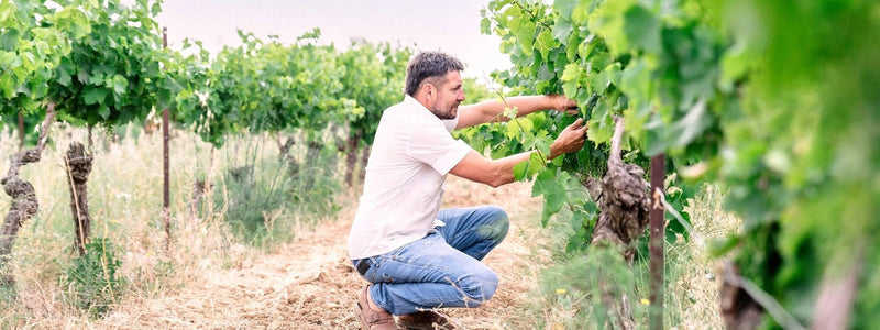Domaine Ricardelle de Lautrec, Weingut