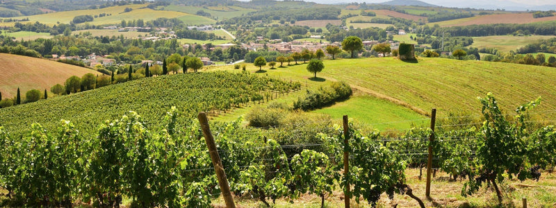 Dominik Benz, Weingut