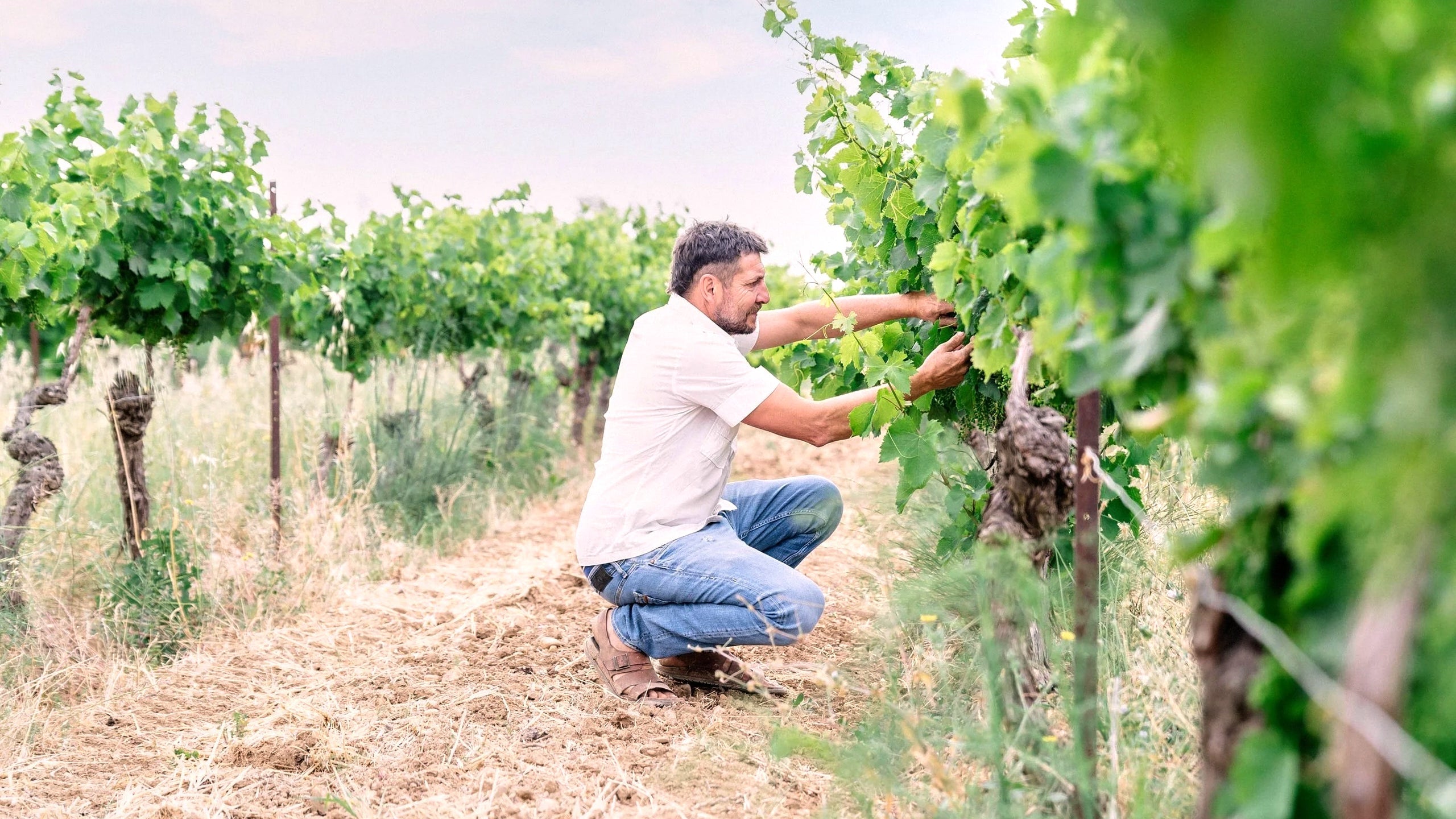 Lionel Bouthié bei der Arbeit im Weinberg