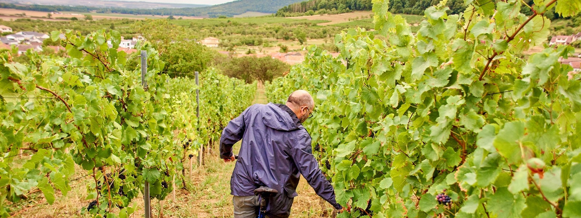 Maison Lelièvre, Vindumi Winzerportrait