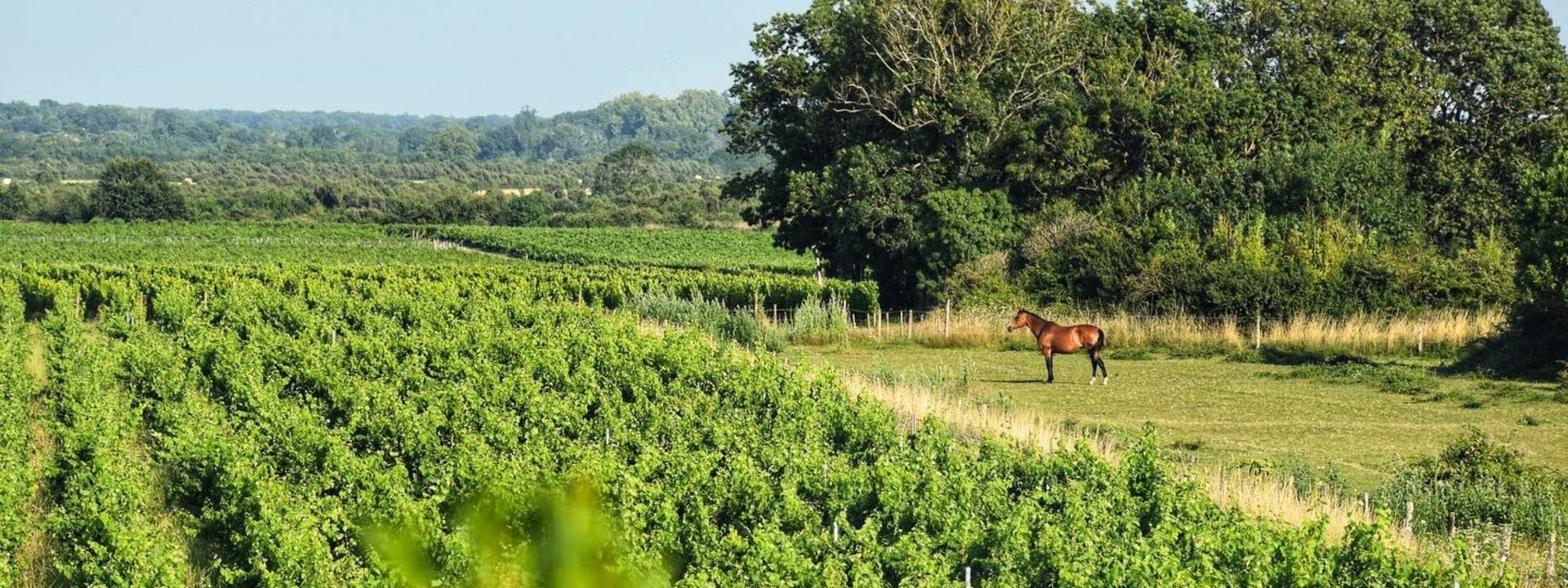 Château La Péyère, Vindumi Winzerportrait