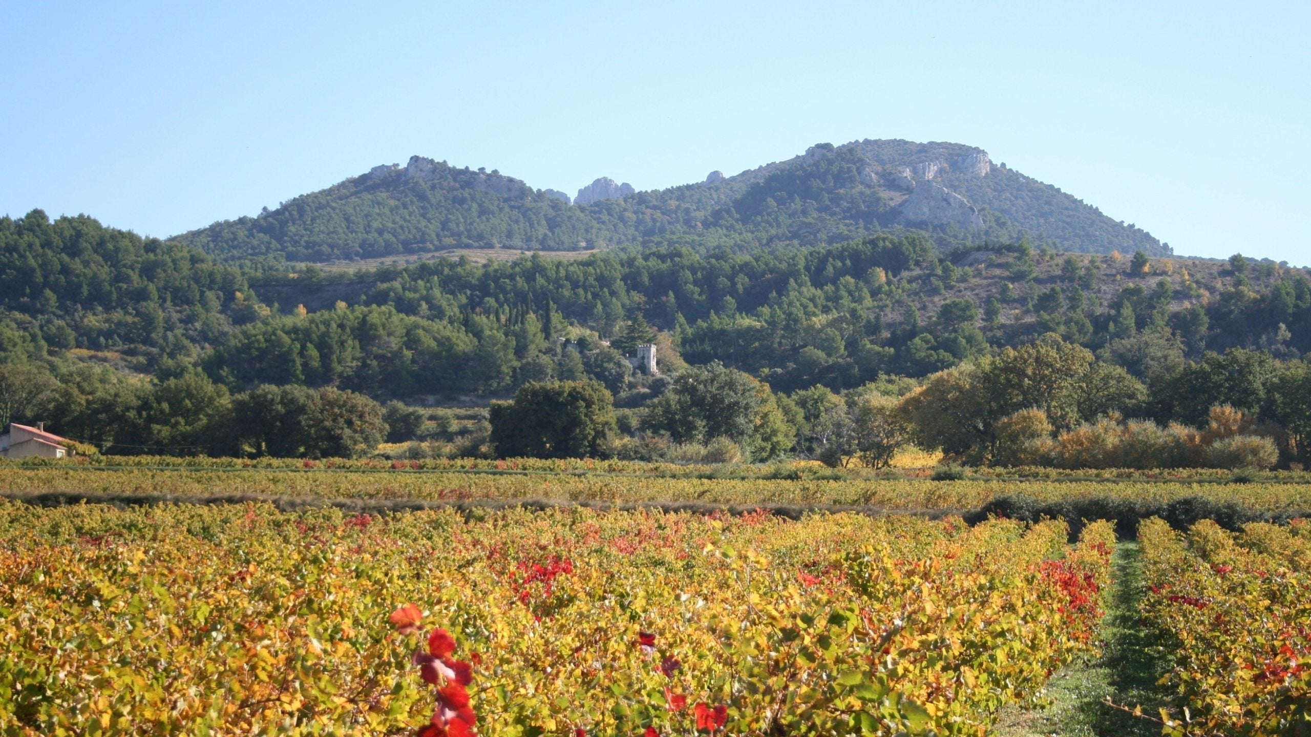 Mas de Restanques, Weingut in Vacqueyras, Rhône