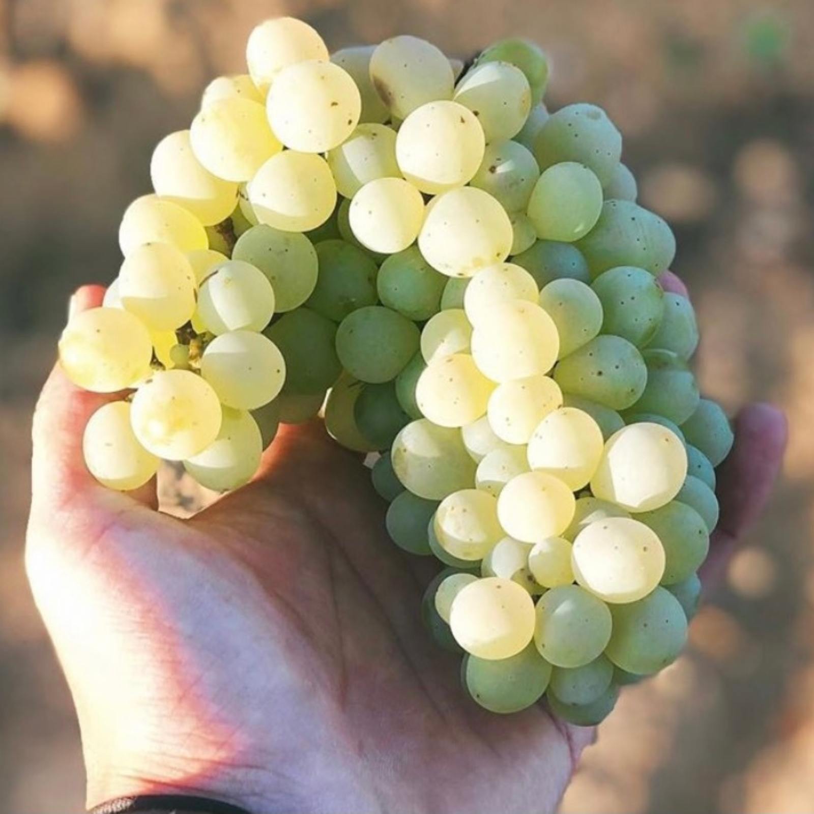 Les Capucins, Côtes du Rhône Villages Blanc 2022, serviert, Szene