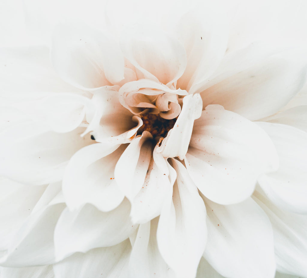 pet-nat-rose-label-2