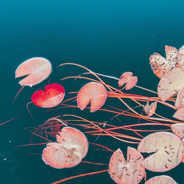 pet_nat_blanc_berguerolles