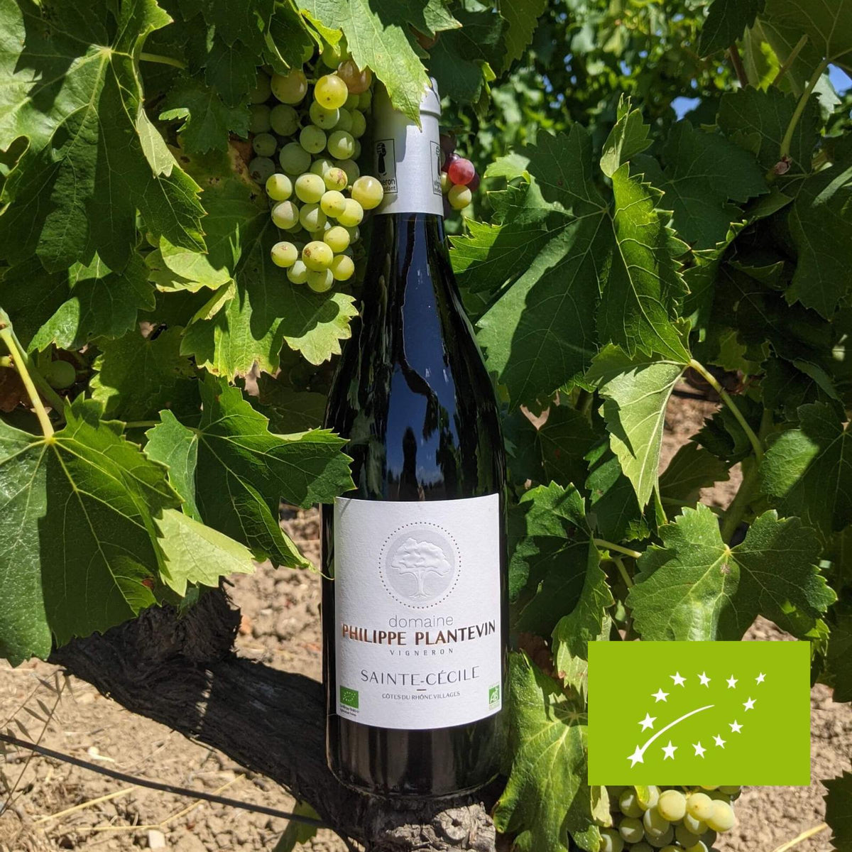 Sainte Cécile Rouge 2021 Magnum, serviert, Szene