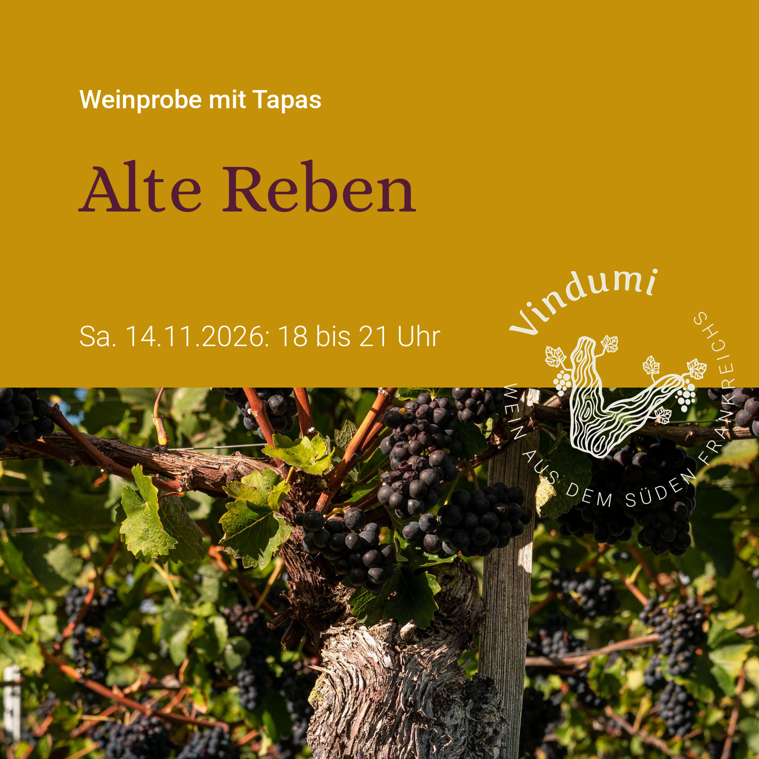 Weinprobe Alte Reben am 14.11.2026 bei Vindumi in Kirkel-Limbach, Ankündigungsgrafik mit Trauben an altem Rebstock