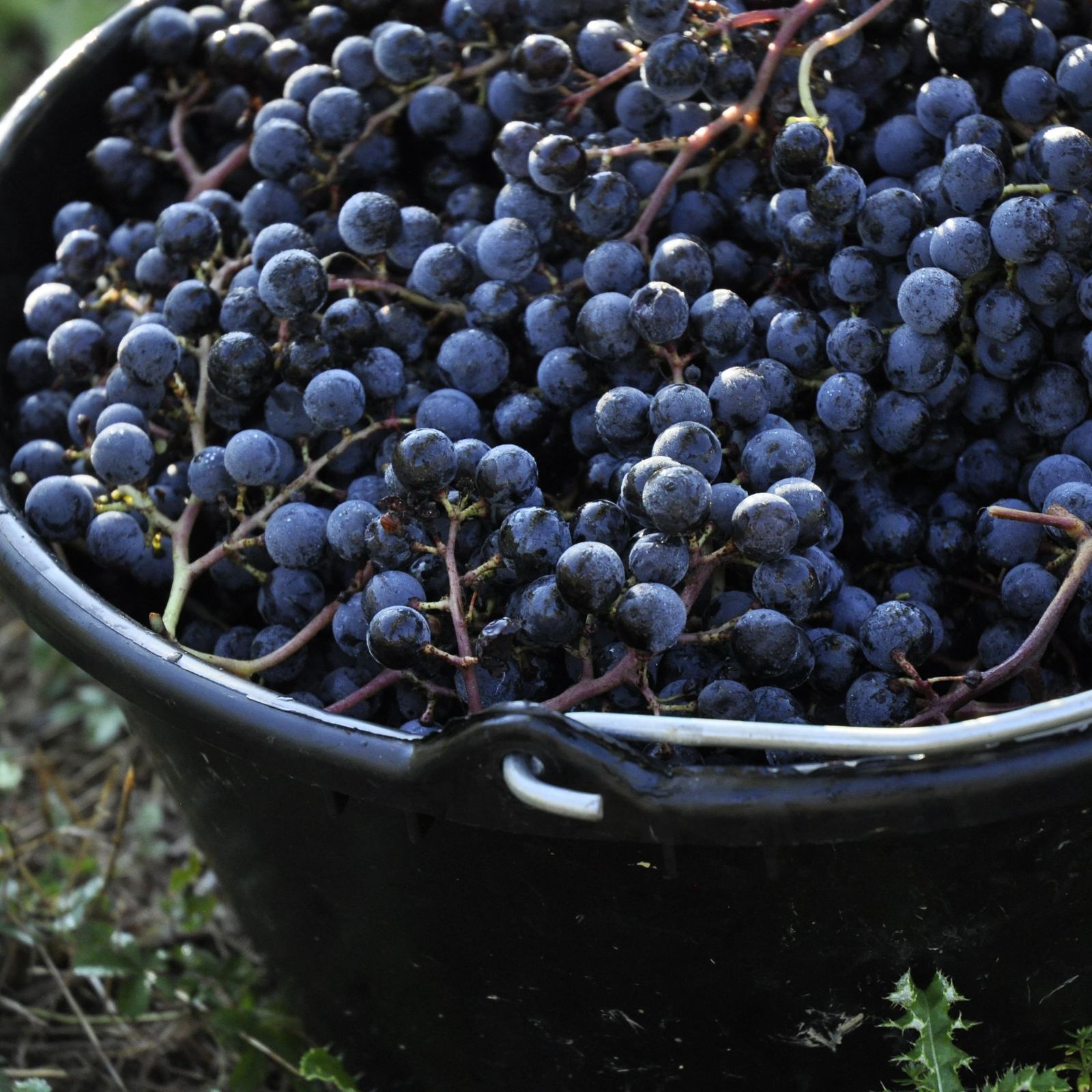 nebbiolo-scene