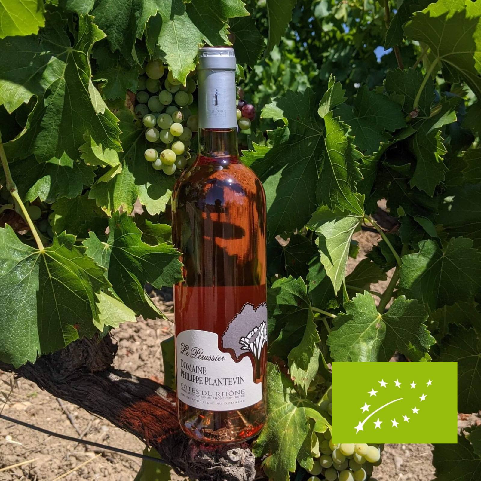 Le Pérussier - Côtes du Rhône Rosé 2024 - Bio
