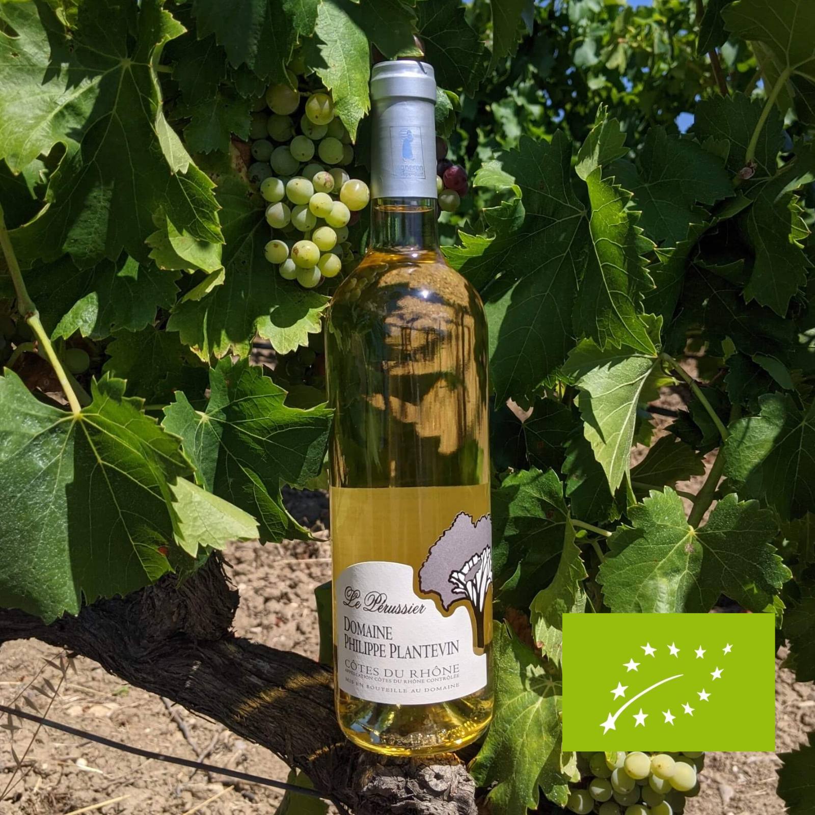 Le Pérussier - Côtes du Rhône Blanc 2023 - Bio